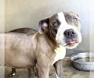 American Pit Bull Terrier Dogs for adoption in San Bernardino, CA, USA