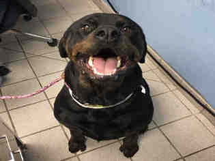 Rottweiler Dogs for adoption in Canfield, OH, USA