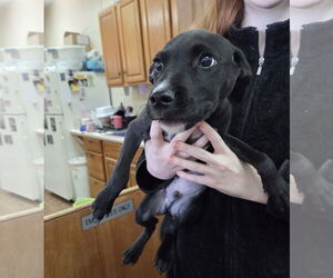 Mutt Dogs for adoption in Martinsburg, WV, USA