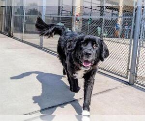 Mutt Dogs for adoption in Denver, CO, USA