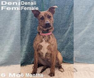 Catahoula Leopard Dog-Unknown Mix Dogs for adoption in Sterling, MA, USA