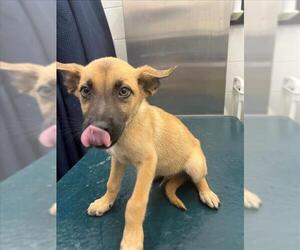 Finnish Spitz-Unknown Mix Dogs for adoption in Mobile, AL, USA