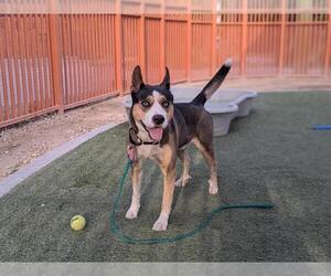 Siberian Husky-Unknown Mix Dogs for adoption in Las Vegas, NV, USA