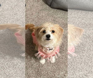 Mutt Dogs for adoption in Dallas, TX, USA