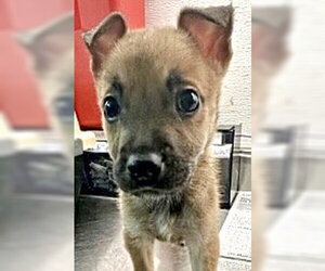 Labrador Retriever-Unknown Mix Dogs for adoption in Houston, TX, USA