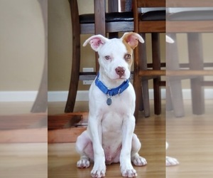 Boxer Dogs for adoption in Livonia, MI, USA