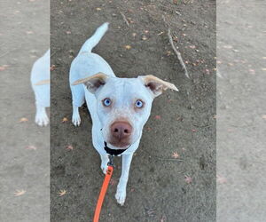 Labrador Retriever-Unknown Mix Dogs for adoption in Brewster, NY, USA