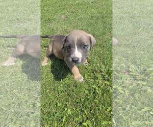 Labrador Retriever-Unknown Mix Dogs for adoption in SHERBURNE, NY, USA