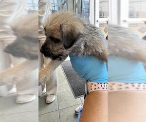 Mutt Dogs for adoption in San Antonio, TX, USA