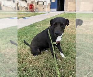 American Pit Bull Terrier-Unknown Mix Dogs for adoption in Corpus Christi, TX, USA