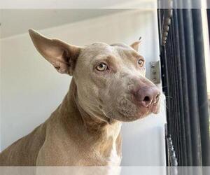 American Pit Bull Terrier Dogs for adoption in Houston, TX, USA