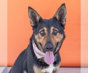 German Shepherd Dog Dogs for adoption in Pasadena, CA, USA