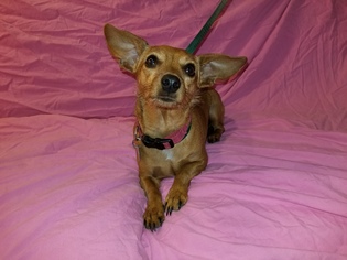 Chiweenie Dogs for adoption in Mount, vernon, AR, USA