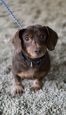 Dachshund Dogs for adoption in Holly Springs, NC, USA