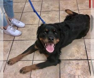Rottweiler Dogs for adoption in Hudson, NY, USA