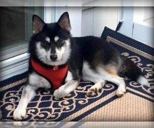 Pomsky Dogs for adoption in springfield, VA, USA