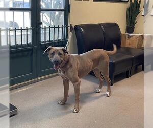 Mutt Dogs for adoption in Pasadena, CA, USA