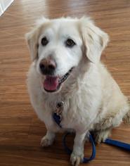 Border Collie-Golden Retriever Mix Dogs for adoption in Burlington, WA, USA
