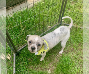 Shih Tzu-Unknown Mix Dogs for adoption in Cranston, RI, USA