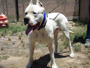 Dogo Argentino Dogs for adoption in Norco, CA, USA