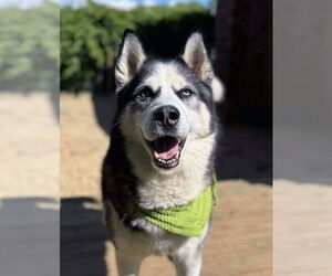 Siberian Husky Dogs for adoption in Matawan, NJ, USA