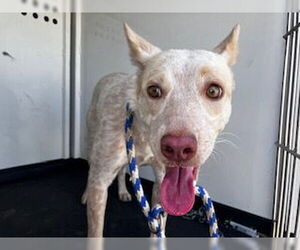 Australian Cattle Dog-Unknown Mix Dogs for adoption in Bakersfield, CA, USA