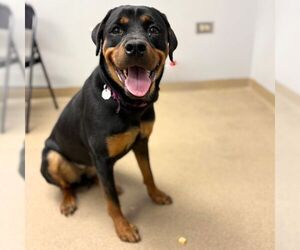 Rottweiler Dogs for adoption in Aurora, CO, USA