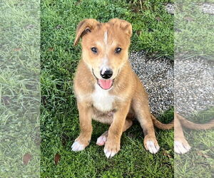 Collie-Huskies Mix Dogs for adoption in Mobile, AL, USA
