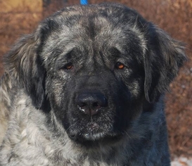 Leonberger Dogs for adoption in Chesapeake City, MD, USA
