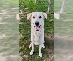 Great Pyrenees Dogs for adoption in Bakersfield, CA, USA