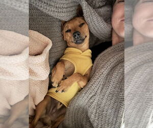 Chihuahua-Unknown Mix Dogs for adoption in W Hollywood, CA, USA