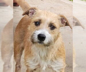 Cairn Terrier-Unknown Mix Dogs for adoption in Missouri City, TX, USA