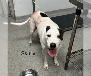 Boxer-Unknown Mix Dogs for adoption in Palmetto, FL, USA