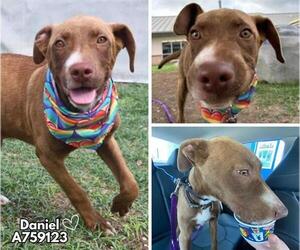 American Staffordshire Terrier-Unknown Mix Dogs for adoption in San Antonio, TX, USA