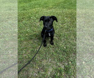 Great Dane-Labrador Retriever Mix Dogs for adoption in Duluth, MN, USA