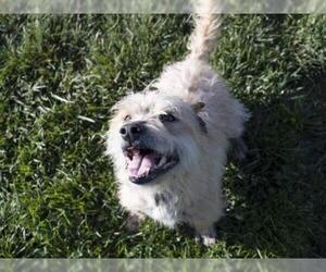 Cairn Terrier Dogs for adoption in Placerville, CA, USA