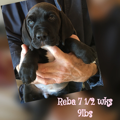Basset Hound Dogs for adoption in Tucson, AZ, USA