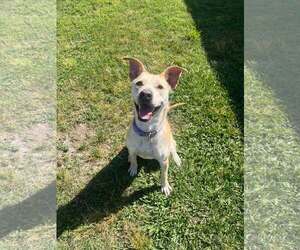 American Pit Bull Terrier-Huskies Mix Dogs for adoption in Jacksonville, NC, USA