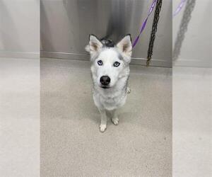 Siberian Husky Dogs for adoption in Fairbanks, AK, USA