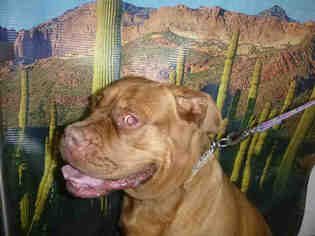 Dogue de Bordeaux Dogs for adoption in Henderson, NV, USA