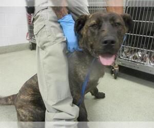 Mastiff-Unknown Mix Dogs for adoption in Oklahoma City, OK, USA