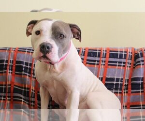 American Pit Bull Terrier-Unknown Mix Dogs for adoption in Chestertown, MD, USA