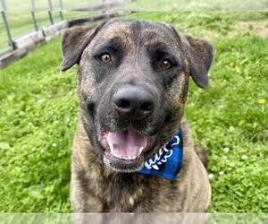 Mastiff-Unknown Mix Dogs for adoption in Pueblo, CO, USA