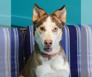 Siberian Husky-Unknown Mix Dogs for adoption in Guthrie, OK, USA