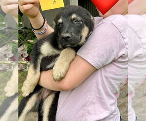 German Shepherd Dog-Unknown Mix Dogs for adoption in Minneapolis, MN, USA