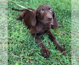 Labrador Retriever-Unknown Mix Dogs for adoption in Wetumpka, AL, USA