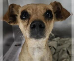 Chihuahua Dogs for adoption in Bakersfield, CA, USA