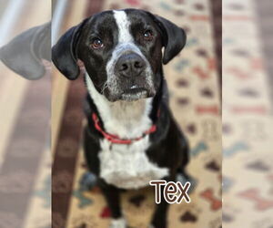 German Shorthaired Pointer Dogs for adoption in Port Clinton, OH, USA