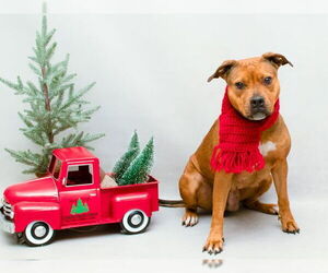 Bulldog-Unknown Mix Dogs for adoption in Sanford, FL, USA