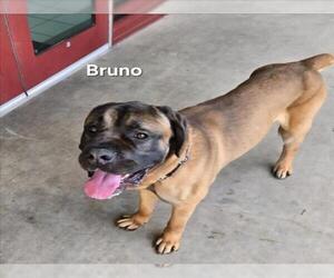 Mutt Dogs for adoption in Derwood, MD, USA